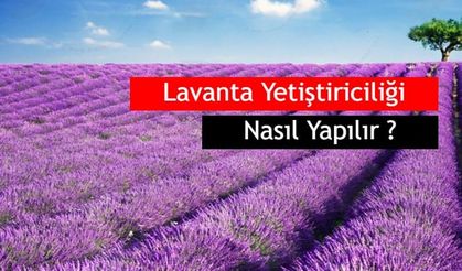 Lavanta Yetiştiriciliği Kârlı mı ? Devlet Teşviği Ne Kadar?