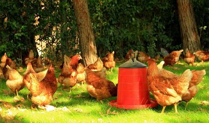 Tavuk Çiftliği Nasıl Kurulur, Devlet Destekleri Nelerdir ?