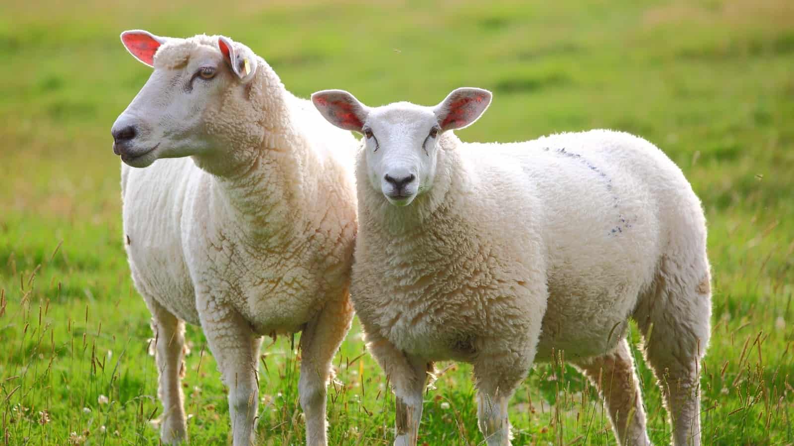 Ziraat Bankası Küçükbaş Hayvan Kredisi Şartları, Başvuru Detayları